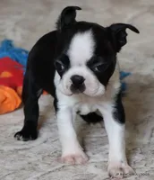 Minnie, a female Boston Terrier for sale in Dallas, TX – 2 of 10
