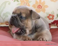 Honey, a female French Bulldog for sale in Dallas, TX – 8 of 10