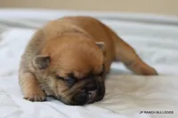Sassy, a female French Bulldog for sale in Dallas, TX – 3 of 10