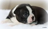 Ace, a male Boston Terrier for sale in Dallas, TX – 6 of 10