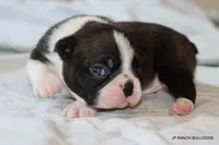 Venus, a female Boston Terrier for sale in Dallas, TX – 6 of 10
