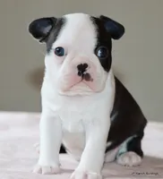 Lia, a female Boston Terrier for sale in Dallas, TX – 1 of 10