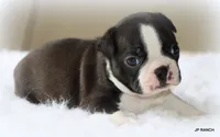 Ace, a male Boston Terrier for sale in Dallas, TX – 9 of 10