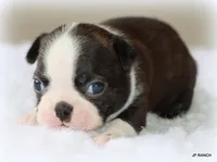 Doc, a male Boston Terrier for sale in Dallas, TX – 3 of 9