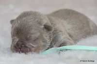 Winnie, a female French Bulldog for sale in Dallas, TX – Photo 2 of 7