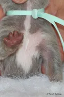 Winnie, a female French Bulldog for sale in Dallas, TX – Photo 7 of 7