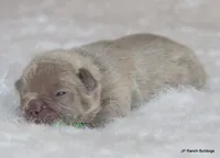 Winnie, a female French Bulldog for sale in Dallas, TX – Photo 3 of 7