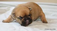 Sassy, a female French Bulldog for sale in Dallas, TX – 2 of 10