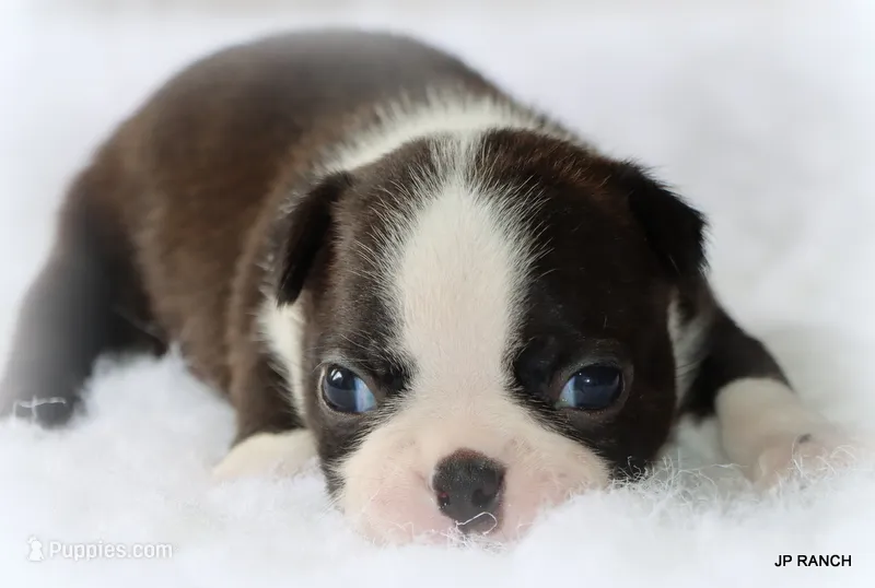 Doc – Boston Terrier puppy for sale in Dallas, TX