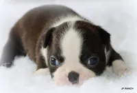 Doc, a male Boston Terrier for sale in Dallas, TX – 1 of 9