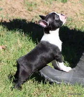 Elliot, a male Boston Terrier for sale in Dallas, TX – 6 of 9