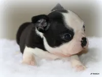 Charlie, a female Boston Terrier for sale in Dallas, TX – 2 of 10