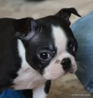 Cleo, a female Boston Terrier for sale in Dallas, TX – 4 of 10