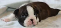 Lydia, a female Boston Terrier for sale in Dallas, TX – 9 of 9