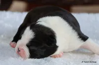 Elliot, a male Boston Terrier for sale in Dallas, TX – 2 of 10