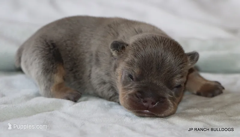 Nielson – French Bulldog puppy for sale in Dallas, TX