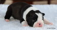 Elliot, a male Boston Terrier for sale in Dallas, TX – 9 of 10