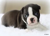 Ace, a male Boston Terrier for sale in Dallas, TX – 2 of 10