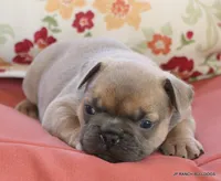 Honey, a female French Bulldog for sale in Dallas, TX – 9 of 10