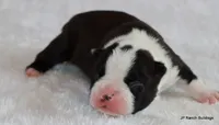 Davy, a male Boston Terrier for sale in Dallas, TX – 2 of 10