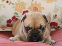 Chipper, a male French Bulldog for sale in Dallas, TX – 3 of 10