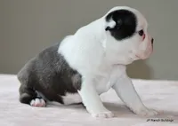 Lia, a female Boston Terrier for sale in Dallas, TX – 2 of 10