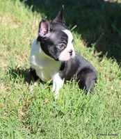 Elliot, a male Boston Terrier for sale in Dallas, TX – 8 of 9