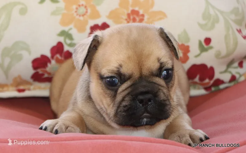 Chipper – French Bulldog puppy for sale in Dallas, TX