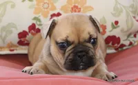 Chipper, a male French Bulldog for sale in Dallas, TX – 1 of 10