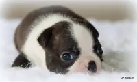 Doc, a male Boston Terrier for sale in Dallas, TX – 5 of 9