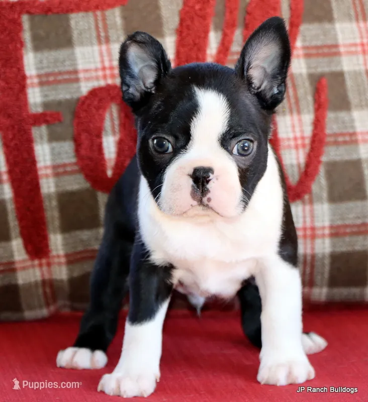 Elliot – Boston Terrier puppy for sale in Dallas, TX