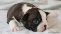Lydia, a female Boston Terrier for sale in Dallas, TX – 5 of 9