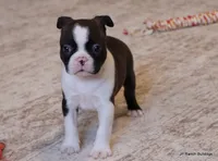 Sampson, a male Boston Terrier for sale in Dallas, TX – Photo 1 of 10