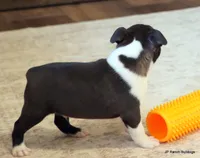 Sampson, a male Boston Terrier for sale in Dallas, TX – Photo 8 of 10