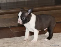 Sampson, a male Boston Terrier for sale in Dallas, TX – Photo 3 of 10