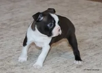 Sampson, a male Boston Terrier for sale in Dallas, TX – Photo 2 of 10
