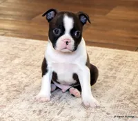 Sampson, a male Boston Terrier for sale in Dallas, TX – Photo 9 of 10
