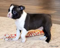 Sampson, a male Boston Terrier for sale in Dallas, TX – Photo 6 of 10