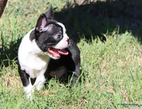 Elliot, a male Boston Terrier for sale in Dallas, TX – 4 of 9
