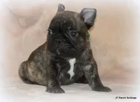 Percy, a male French Bulldog for sale in Dallas, TX – Photo 7 of 10