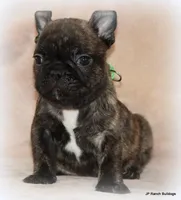 Percy, a male French Bulldog for sale in Dallas, TX – Photo 9 of 10