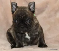 Percy, a male French Bulldog for sale in Dallas, TX – Photo 6 of 10
