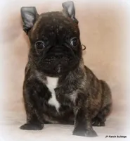 Percy, a male French Bulldog for sale in Dallas, TX – Photo 4 of 10