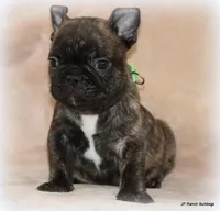 Percy, a male French Bulldog for sale in Dallas, TX – Photo 10 of 10