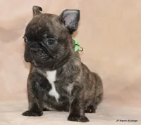 Percy, a male French Bulldog for sale in Dallas, TX – Photo 8 of 10