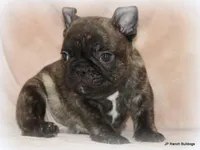 Percy, a male French Bulldog for sale in Dallas, TX – Photo 1 of 10