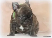 Percy, a male French Bulldog for sale in Dallas, TX – Photo 2 of 10