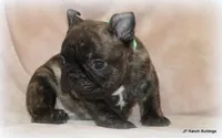 Percy, a male French Bulldog for sale in Dallas, TX – Photo 3 of 10