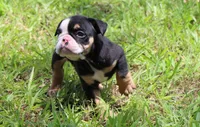 Lilly, a female English Bulldog for sale in Dallas, TX – 5 of 10
