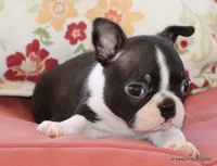 Venus, a female Boston Terrier for sale in Dallas, TX – 4 of 10